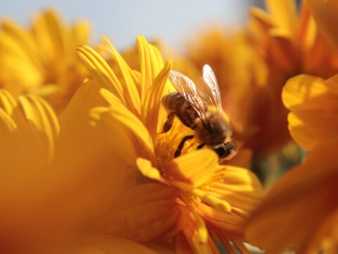 Honigbiene sammelt Nektar auf gelber Blüte – Makroaufnahme, Bestäubung bei Sonnenlicht.