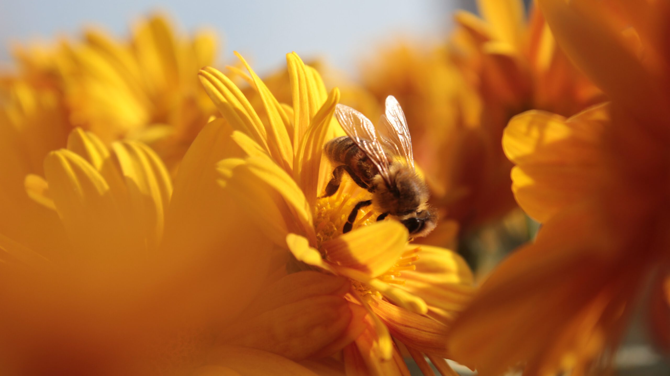 Featured image for “Süddeutsche Bienenwoche – Golf zum Schutz der Bienen”